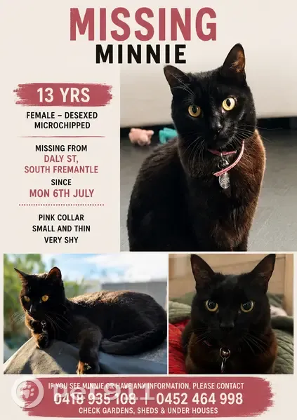 Lost cat, Daly Street, 22, Fremantle — female, very shy - photo