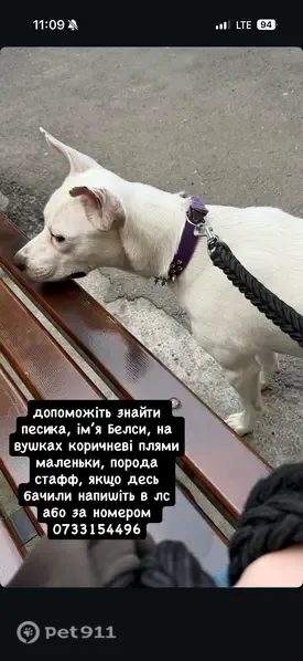Зникла собака, вулиця Академіка Ющенка, Вінниця — білого кольору, на вушках коричневі плями - photo