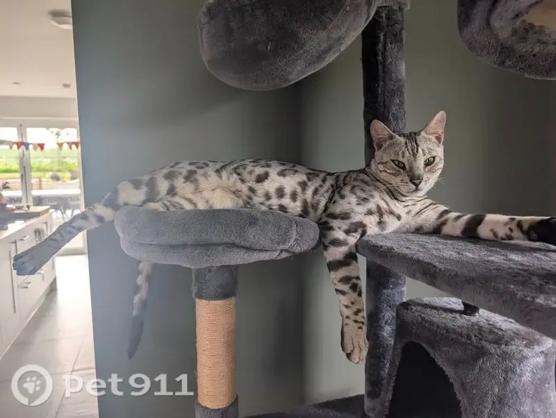 Lost cat, Newport Pagnell MK16 9FW, UK, London - male - photo