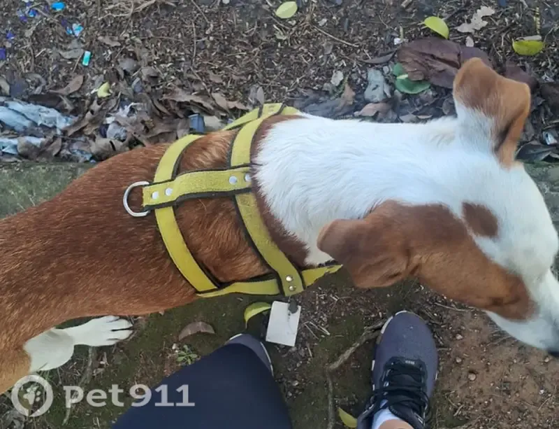 Encontrado cachorro macho, Jardim Itu, Porto Alegre - RS, Brasil - com guia amarela escrito MAX - photo