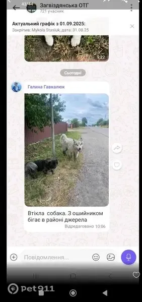 Зникла собака, вулиця Тараса Шевченка, Підлісся — біла аляскінська маламут - photo