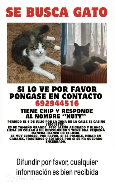 Perdido gato macho, Calle la Garete, 9, Tegueste, La Laguna - grande y muy peludo - photo