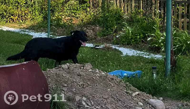 Зникла собака, вул. Лесі Українки, Степанівка, Степанівка — чорного кольору, має зелену кліпсу на вусі - photo
