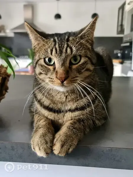 Chat perdu, Impasse les Près Riants, 9, La Balme-de-Sillingy - mâle tigré, assez grand - photo