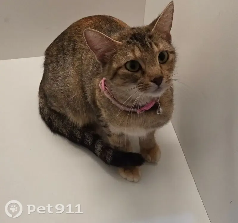 Lost cat, County Road 4797, 1333, Springtown - female torbie wearing a grey Seresto collar - photo