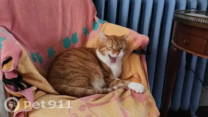Chat perdu mâle, Rue Branly, 21, Rueil-Malmaison - roux / fauve, ventre blanc - photo
