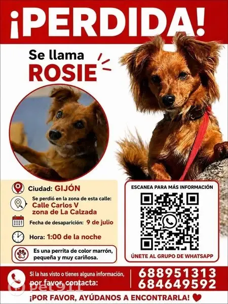Perro perdido hembra, Calle Gran Capitán, 50, Gijón - marrón, pequeña, sin collar y con chip - photo