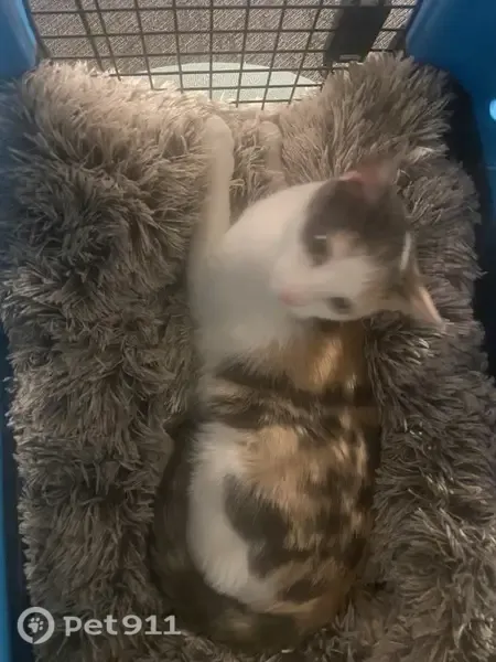 Lost cat, North Pecan Street, Arlington - female, calico, very shy - photo