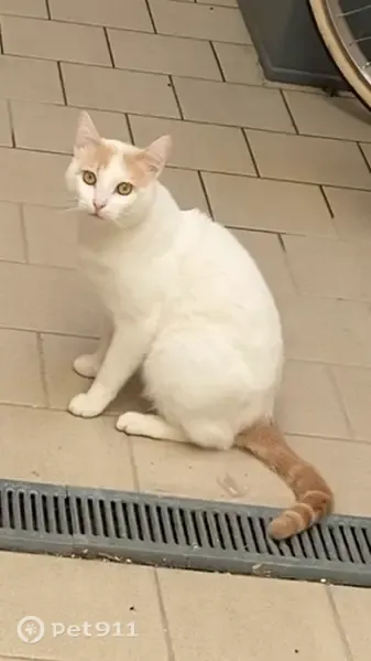 Chat perdu mâle, Rue Alfred Roland, Bagnères-de-Bigorre, Champigny-sur-Marne - fin blanc, collier blanc - photo