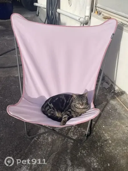 Chat perdu mâle, Rue du Gaz, 19, Dijon - tigre - photo
