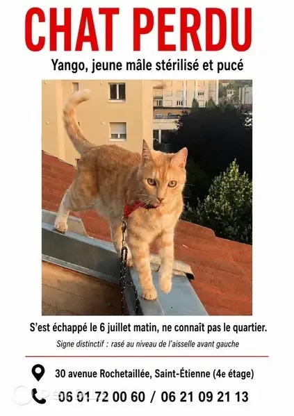 Chat disparu Garçon, Paris (fl597446) - photo