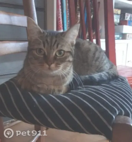 Chat perdu femelle, Rue des Margottes, 36, Montreuil - jeune chatte tigrée stérilisée - photo