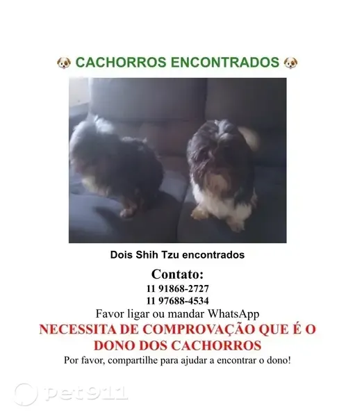 Encontrado cachorro fêmea, Praça do Patriarca, 62 - photo