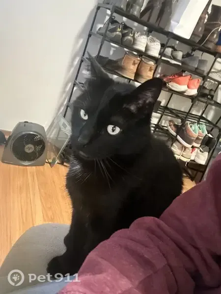 Lost cat, Mangels Avenue, San Francisco - male, friendly, no collar - photo