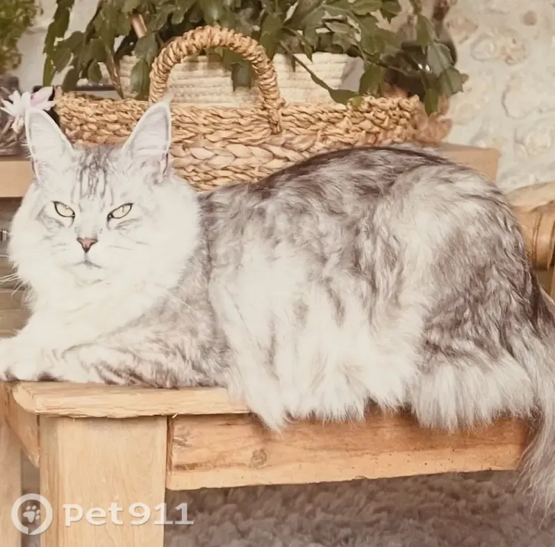 Chat perdu mâle, Notre-Dame-de-la-Mer, Toulouse - mâle castré Maine coon gris perle pucé - photo
