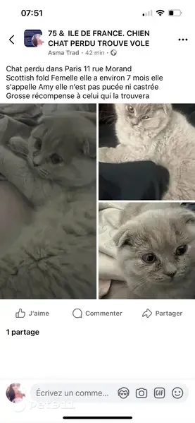 Chat perdu, femelle, Rue Jean-Pierre Timbaud, 79, Paris - Scottish fold gris - photo