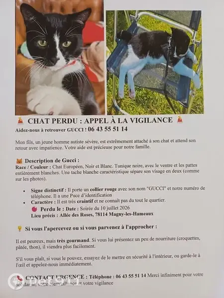 Chat perdu mâle, Allée des Roses, 22, Magny-les-Hameaux - noir et blanc - photo