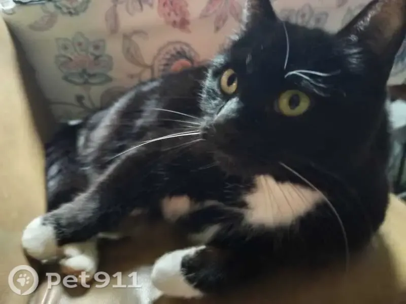 Chat perdu, Le Chêne Ferré, 4, Vertou - mâle - photo