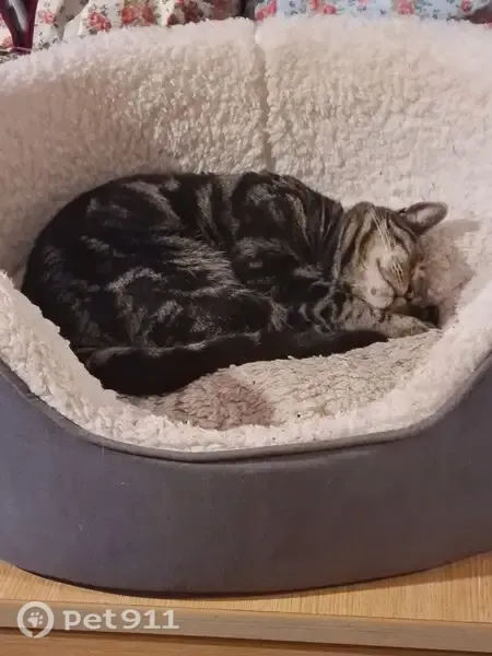 Lost cat, Westcott Road, England, London — male, grey flea collar - photo