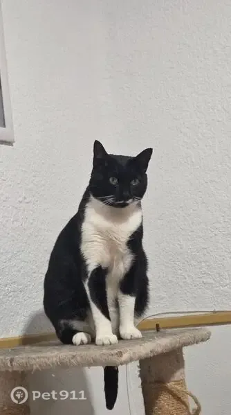 Perdido gato macho en Calle Sierra de Monteagud, 18, Almería — ojos muy verdes y llamativos - photo