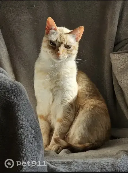Perdido gato hembra, Gran Vía, 33, Donostia / San Sebastián - photo