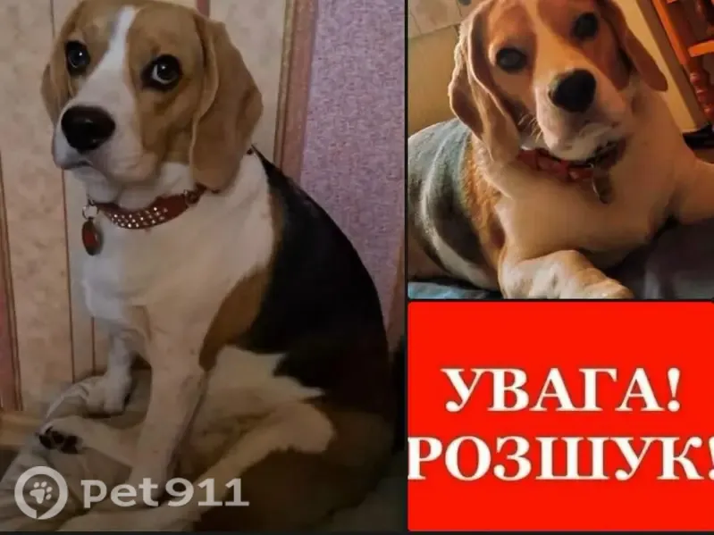 Зникла собака, вулиця Сумської Тероборони, Суми — на спині плямка у формі віничка - photo