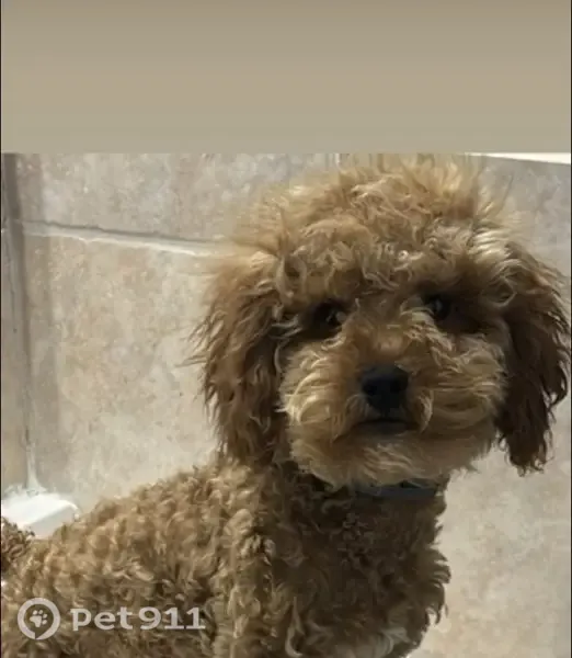 Lost dog, Tudor Street, Philadelphia - male, small to medium, curly-haired - photo