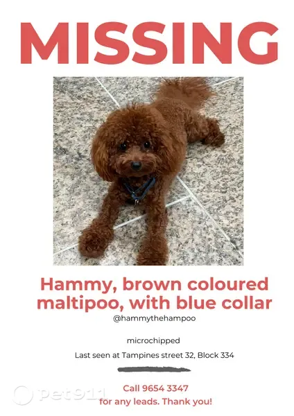 Lost dog, Singapore 520334, Hougang - male, blue collar - photo