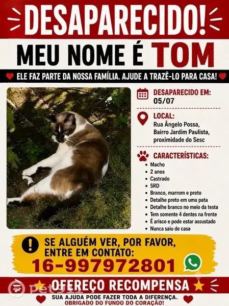 Perdido gato macho, Rua Ângelo Possa, São Paulo - mancha branca na testa e castrado - photo
