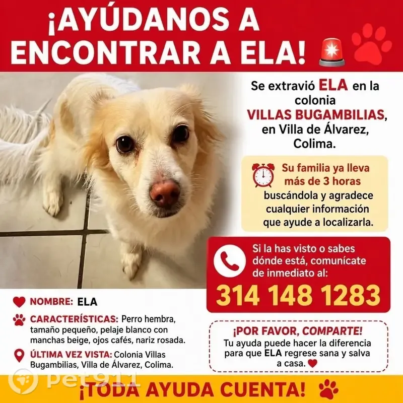 Perro perdido hembra, Xallan, 72, Ciudad de Villa de Álvarez - blanca con manchas café - photo