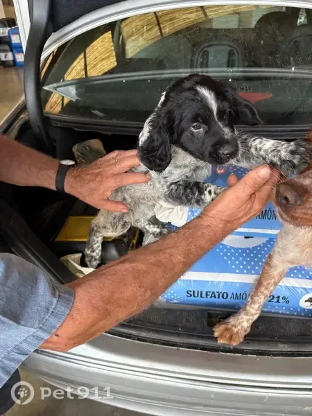 Perro perdido, Carrer Colón, Gandia, Valencia — cachorro macho moteado negro y cabeza negra - photo