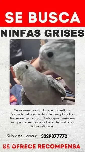 Perdida ave, Calle Bahías de Huatulco, San Pedro Tlaquepaque, Mexico City — ninfas grises con manchas blancas y anillo de identificación - photo
