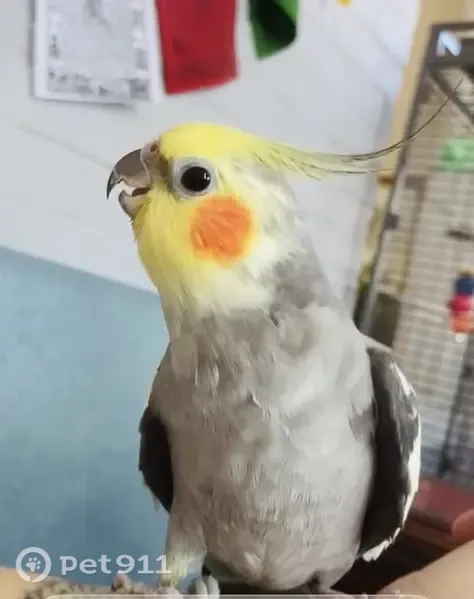 Missing bird Male, Winchester (usl542465) - photo