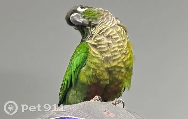 Lost bird, King Avenue, Waynesboro, Arlington — male green cheek conure - photo