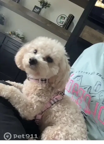Lost dog, Fallen Leaf Drive, 10260, Waco, Waco - female, wearing a pink and black checkered collar - photo