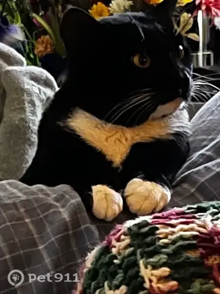 Lost cat, Emerald Street, New York - male tuxedo cat - photo
