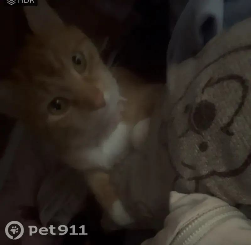 Lost cat, female, Bank Place, 20, New York — white paws, green eyes - photo