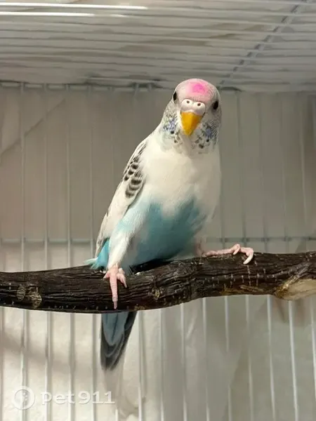 Lost bird, Fox Run Drive, Geneva, Arlington - female bird with white, grey, and black coloring - photo