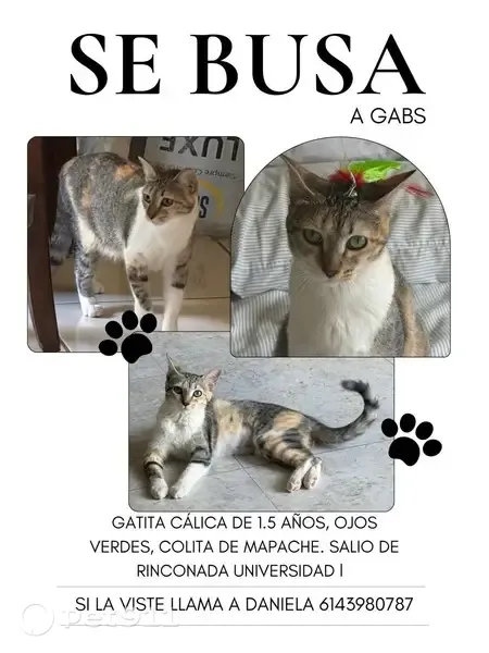 Perdido gato hembra, Doctorado, 10134, Chihuahua - ojos verdes y cola gris con líneas - photo