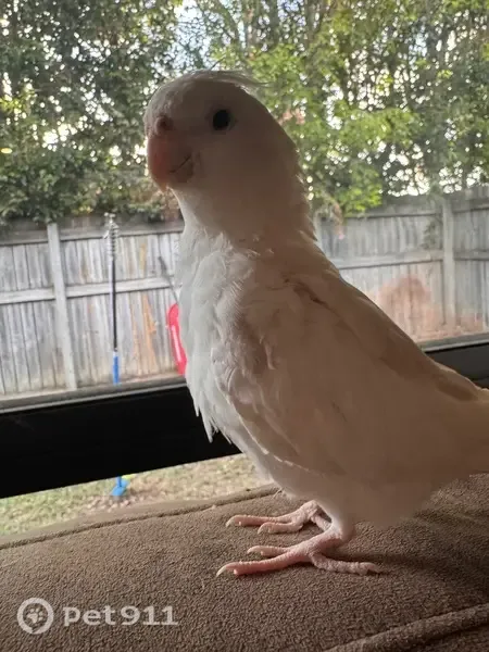 Lost bird, Candle Crescent, Brisbane - white cockatiel - photo