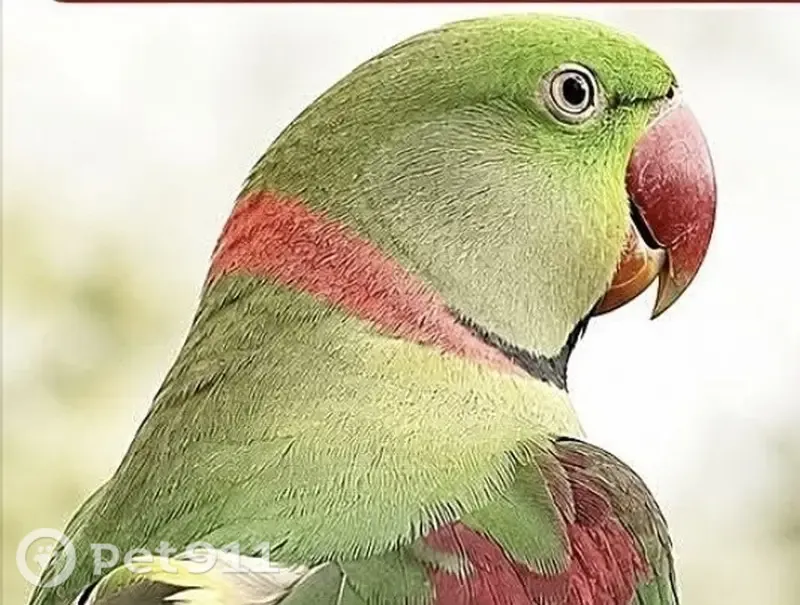 Lost bird, River Road, Wollondilly, Sydney - male, green with a silver ring on his foot - photo