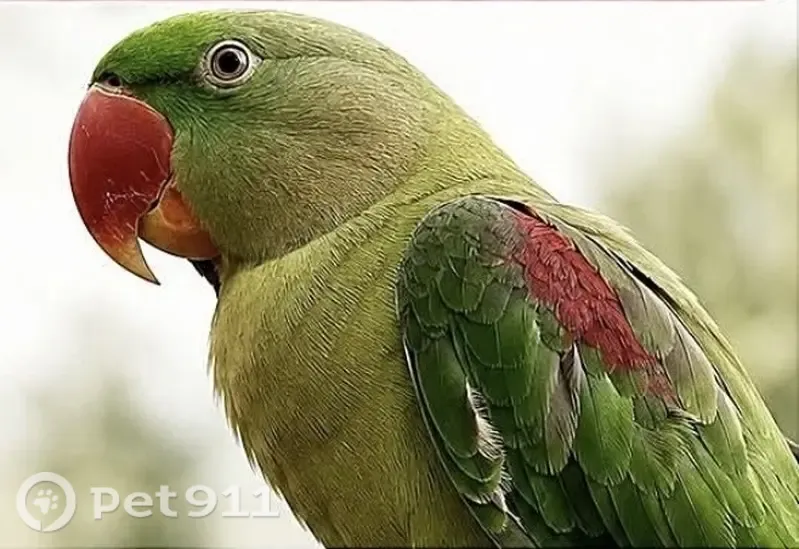 Lost bird, Wollondilly, New South Wales, Sydney - female Alexandrine with a long tail - photo