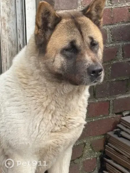 Chien perdu femelle, Lebucquière, Lille — Akita américain blanche marron - photo