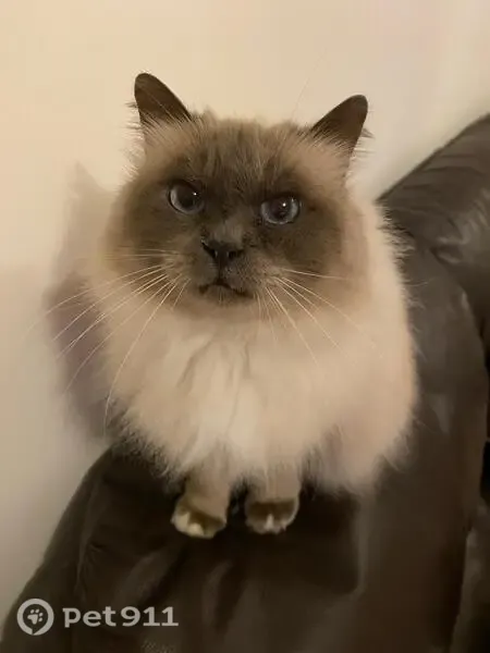 Lost cat, Teal Close, Wesham, Kirkham - female, blue point Birman - photo