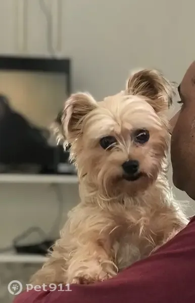 Perdido cachorro fêmea, Rua Aratiba, 59 - pelo liso e clarinho - photo