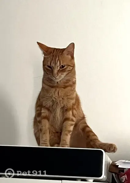 Perdido gato macho, Calle Molino, San Martín del Tesorillo, Sama — pequeño y con clavos de una operación en la pata trasera izquierda - photo