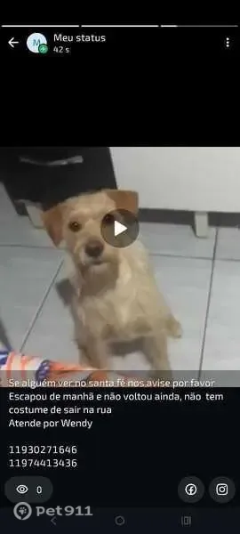 Perdido cachorro fêmea, Rua Augusto Gonçalves, Itupeva — caramelo porte médio - photo