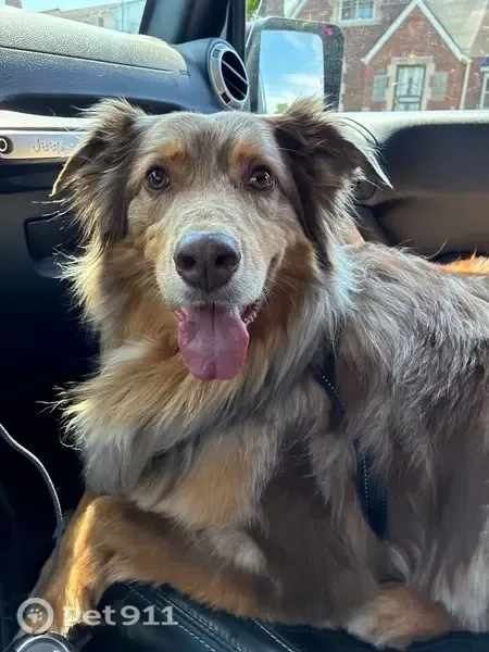 Lost dog, Caldwell Street, 19165, Detroit - male, red merle, knub tail - photo