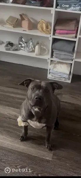 Lost dog, female, Telegraph Road, 8233, Taylor, Detroit - photo
