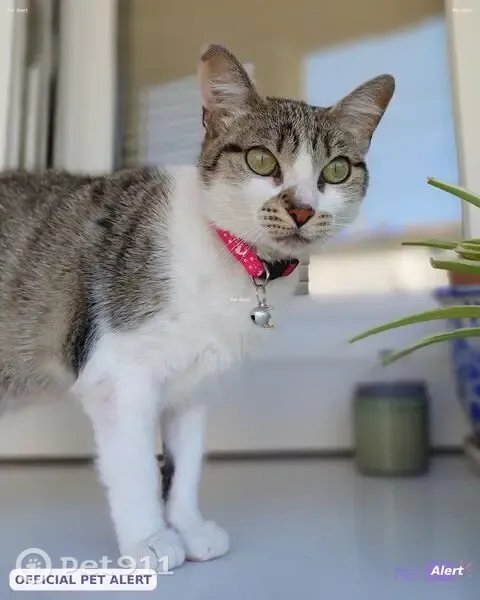 Chat perdu, Rue Louis Bossière, 20, Rennes - femelle, petit chat d'intérieur - photo